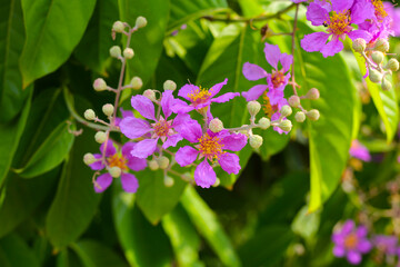 Naklejka premium Lagerstroemia speciosa, Queen's crape myrtle , Pride of India.