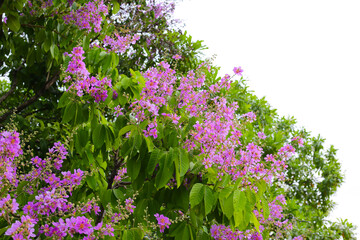 Obraz premium Lagerstroemia speciosa, Queen's crape myrtle , Pride of India.