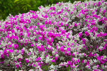 Fototapeta premium Leucophyllum frutescens plant in the garden