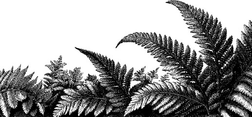 Naklejka premium Engraved fern border design - elegant botanical element for print or card