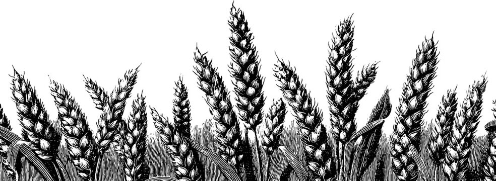 Vintage wheat stalks engraving for rustic borders and design