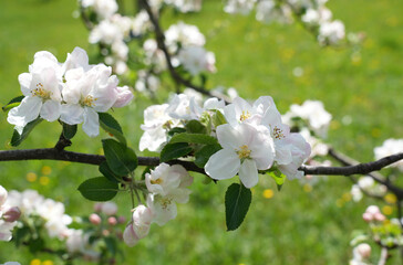 Blossoming apple tree branches in a sunny meadow during spring season surrounded by vibrant greenery