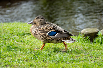 Brown Duck Strolling Along Pond Shore, Close-up of Wildlife in Green Park Setting, Peaceful Outdoor Moment