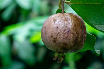 rotten guava on the tree