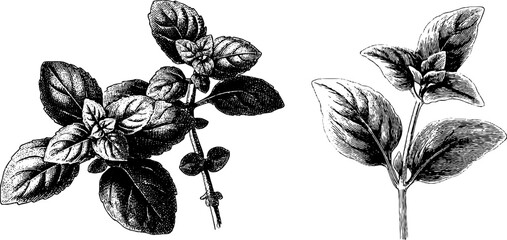 Detailed engraved illustration of oregano plant set for botanical design and education