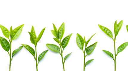 A row of green leaves are lined up next to each other