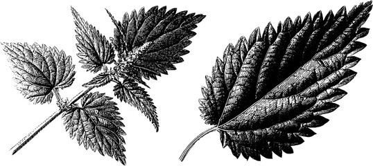 Engraved botanical illustration of stinging nettle leaves and plants for design and education