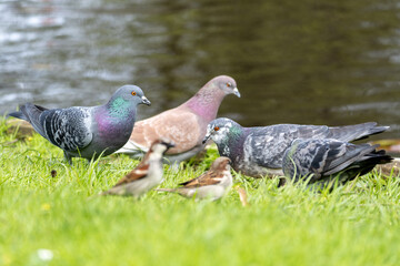 pigeons in the grass