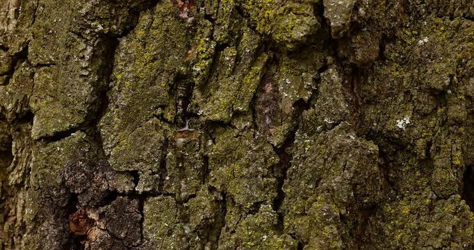 Fresh birch sap dripping from a tap inserted into the trunk of a birch tree during early spring. A close-up view of clear, natural sap flowing drop by drop