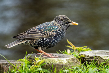 red winged blackbird