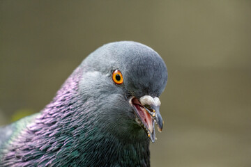 Extreme Close-up of a Rock Pigeon with Open Beak and Bright Orange Eye Showing Vibrant Feather Details