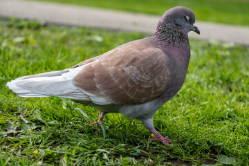 Side View of a Brown Rock Pigeon Walking on Green Grass in a Natural Park Setting