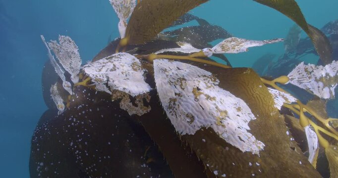 Heavy growth of encrusting bryozoans on kelp blades.