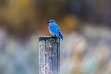 mountain bluebird on post
