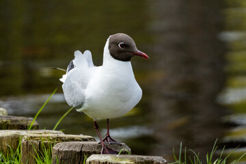 black headed gull