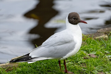Black-headed Gull Standing on Green Grass near a Pond in Natural Park Setting