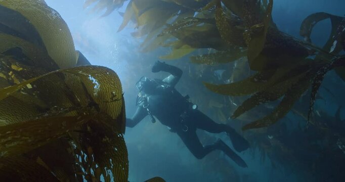Scuba diver angled ascent in giant kelp.
