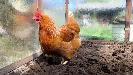 Brown free range chicken pecking at ground and walking around outdoors.