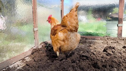 Brown free range chicken pecking at ground and walking around outdoors.