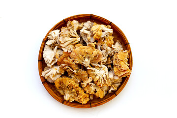 Splitgill mushroom or schizophyllum commune mushroom