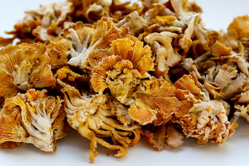 Splitgill mushroom or schizophyllum commune mushroom