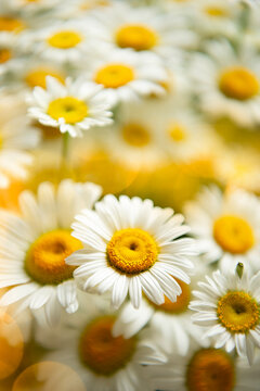 Chamomile flowers
