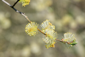 Close up of pussy willow (salix caprea) catkins