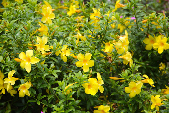 Yellow flower of golden trumpet vine plant - Powered by Adobe