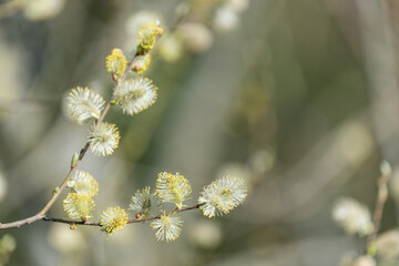 Close up of pussy willow (salix caprea) catkins