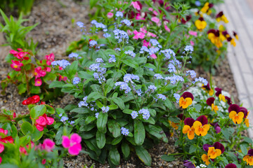 Beautiful flowers along the walkway in Japan