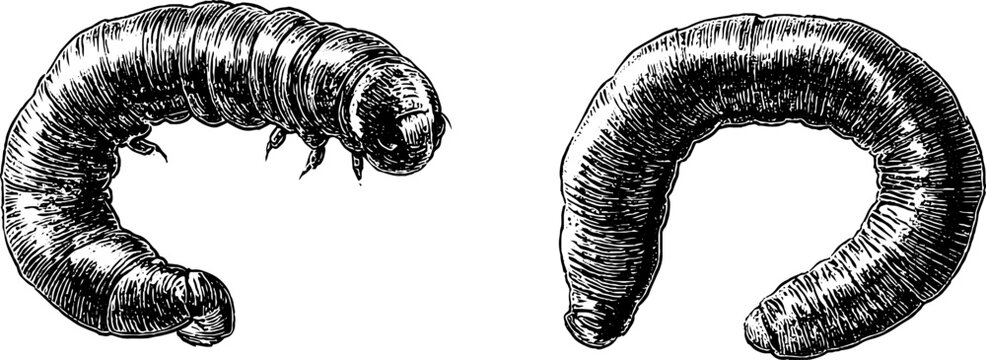 Detailed botanical illustration set featuring inchworm and arched caterpillar for nature design