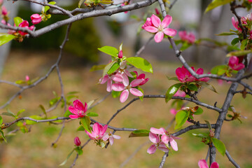 Blooming Japanese quince flower