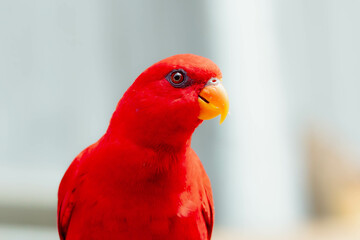 A portraits of a red parrot in zoo