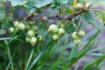 Unripe green currant berries growing on branches with lush leaves and grass in summer garden