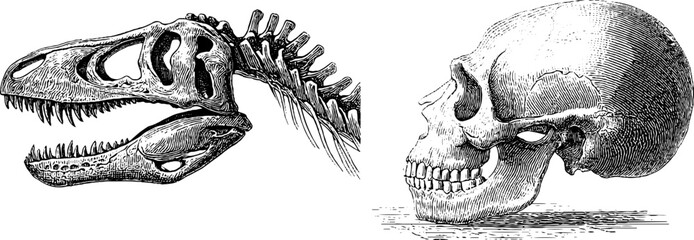 Engraved illustration set featuring dinosaur skeleton and human skull