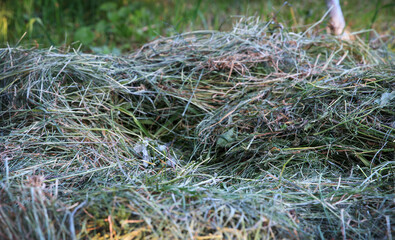 Pile of hay scattered on green grassy field under natural sunlight outdoors, background