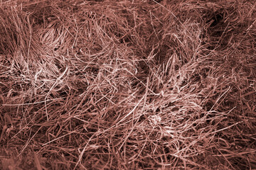 Dry hay texture in sepia tone on ground background for natural farm concept