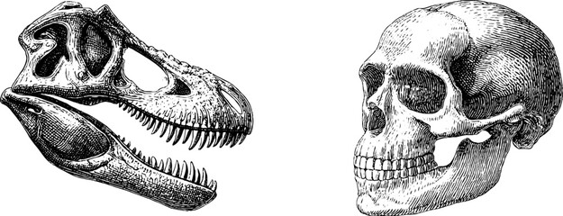 Detailed engraved illustration of dinosaur skull and human skull anatomy