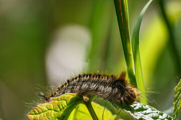 Raupe auf Blatt 