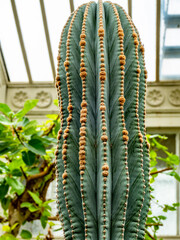 Große Kakteen in einem botanischen Garten
