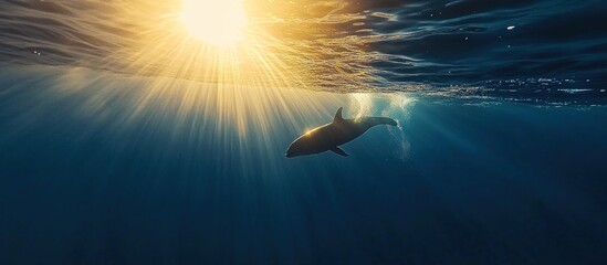 Sunbeams Pierce Ocean Depths, Dolphin Silhouetted