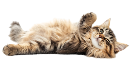 cat lying on the floor