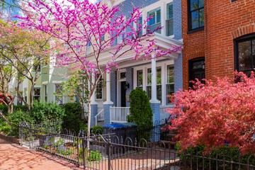 Pink cherry blossoms on the front yard of a red brick townhouse.