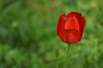 Obraz premium red tulips in spring
