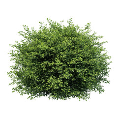 Round bush with green leaves isolated on transparent background