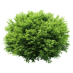 Green bush with small leaves isolated on transparent background