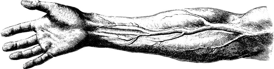 Detailed engraving of forearm anatomy with muscles and veins for educational use
