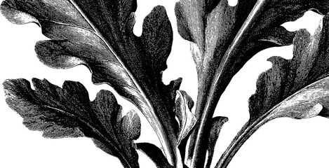 Detailed engraved illustration of arrowleaf plant for botanical design