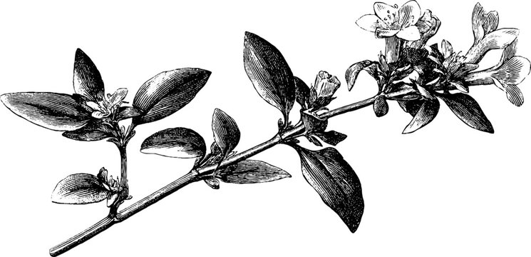 Engraved botanical illustration of chickweed sprig for nature and herbal design