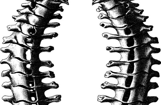 Detailed engraving of spine and pelvis for educational and medical design